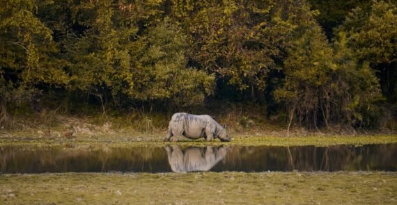 Kaziranga Nameri Tawang Tour Package