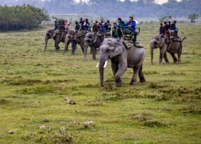 Assam Tour Package from Guwahati