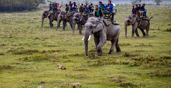 Assam Tour Package from Guwahati